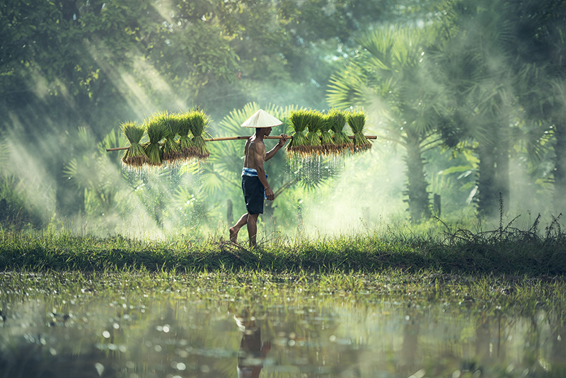 Hạ Long